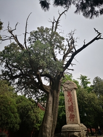 泰安 泰山 岱庙 汉柏 唐槐