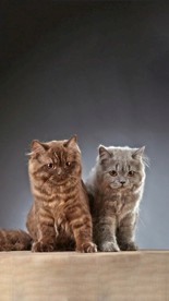 两只小猫