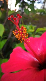 红花
