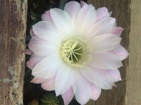 仙人球花