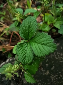 野草