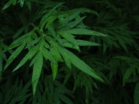野草