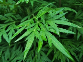 野草