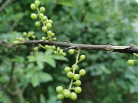 青花椒