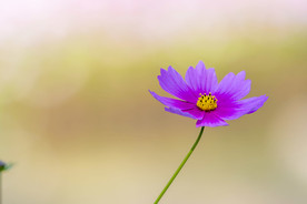 格桑花