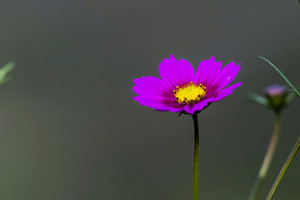 格桑花