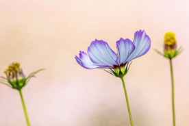 格桑花