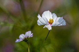 格桑花