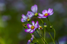 格桑花