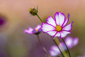 格桑花