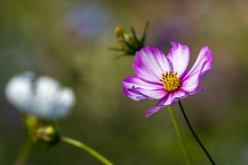 格桑花