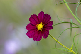 格桑花
