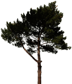 松树