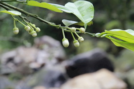 柚子开花  花草 叶子  花蕾