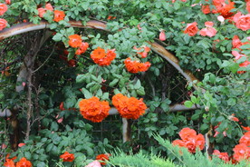 雨露月季花