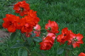 雨露月季花
