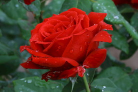 雨露月季花