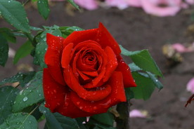 雨露月季花