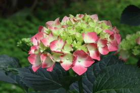 八仙花