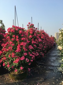 玫瑰花丛