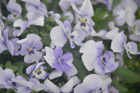 香堇菜
