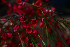 澳洲腊梅