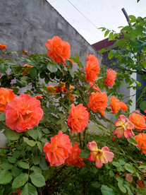 美丽的月季花