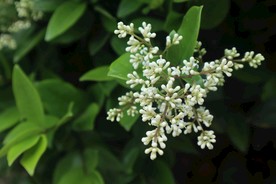 石楠花