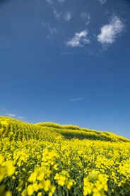 城市油菜花海