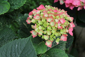 八仙花