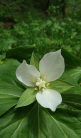 三瓣花
