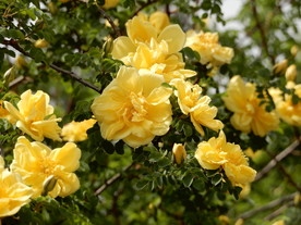黄色蔷薇花