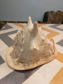 海螺壳