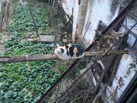 一只孤独的猫