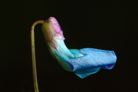 蚕豆花
