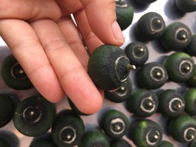 小青柑 柑普茶
