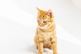 橘猫