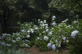 紫阳花