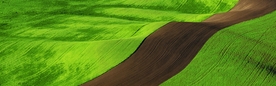 绿色草地道路