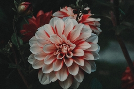 粉红花朵
