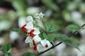 龙吐珠