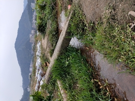 小木桥