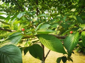 樱花树叶与樱桃