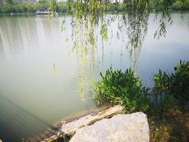 湖边垂柳