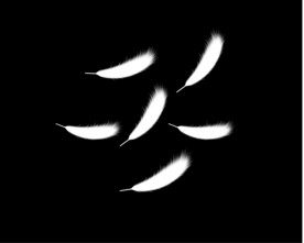 羽毛