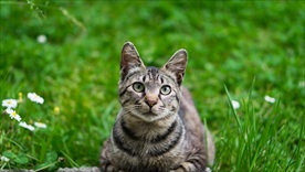 草地里的猫