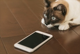 看手机的猫