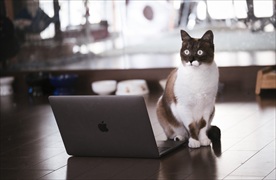 电脑前的猫