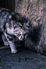 一只孤独的猫