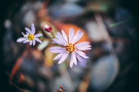 雏菊